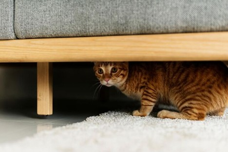 Picture of a cat hiding under the sofa looking scared