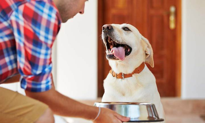 Happy dog getting a bowl of food from its human