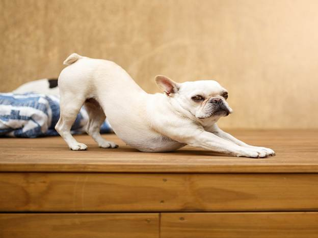 Picture of a small breed dog waking up and stretching its back