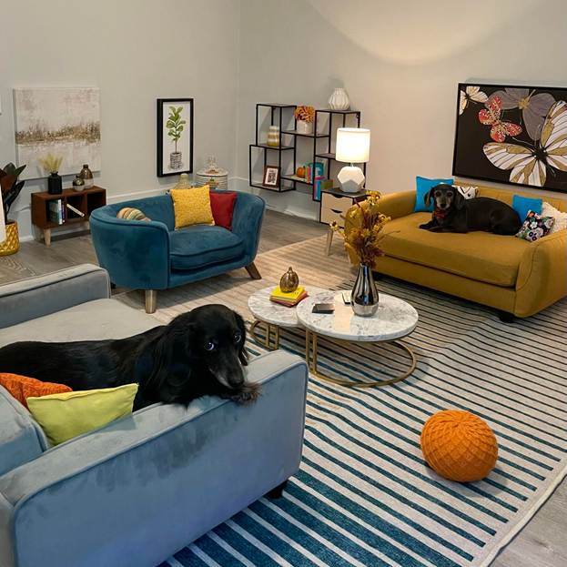 Picture of a living room with two dogs sitting on the furniture